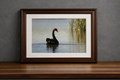 Digital download print of Black Swan on the Murray River