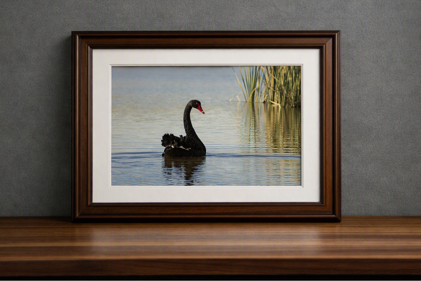 Digital download print of Black Swan on the Murray River