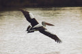 Pelican Soaring Along Riverbank - High Resolution Digital Download