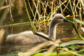 Cygnet Black Swan Among the Reeds - High Resolution Digital Download