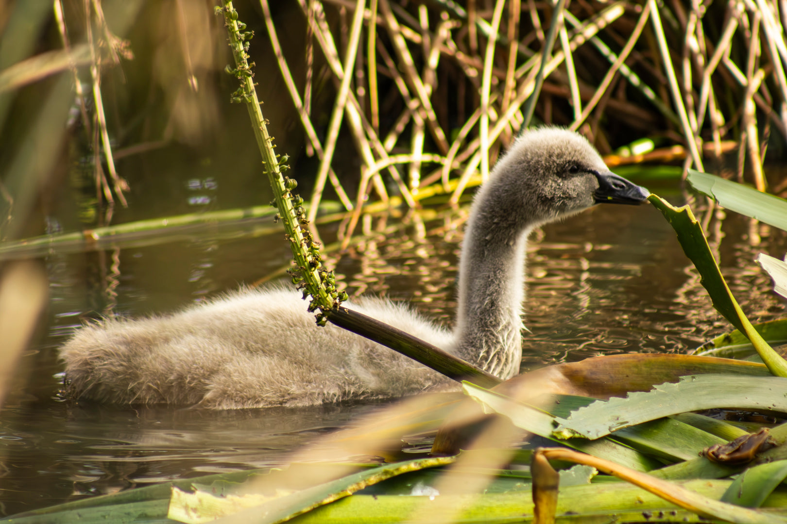 Cygnet Black Swan Among the Reeds - High Resolution Digital Download